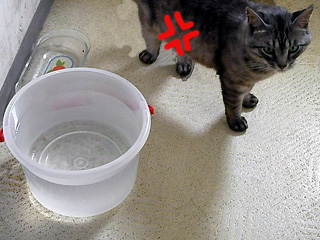 シャリ