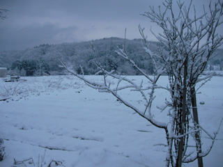 今朝の雪