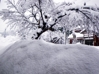 今朝の雪