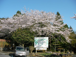 桜