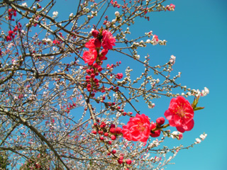 桃の花