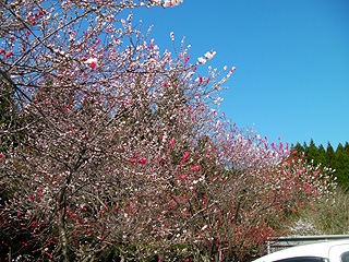 桃の花