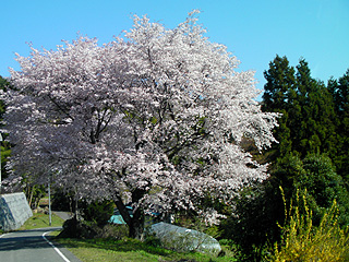 満開の桜