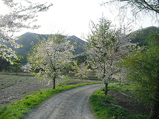 桜