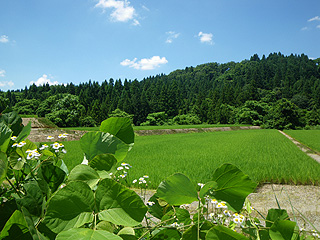 梅雨明け