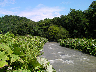 川沿いのラワンブキ