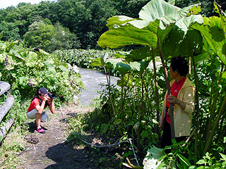 ラワンブキ撮影会