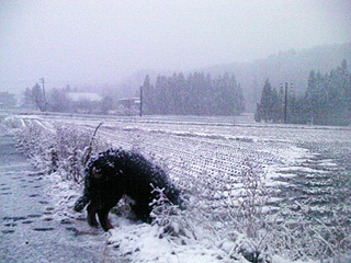 初雪