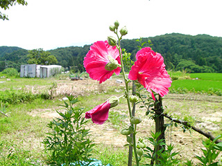 朝練パーク