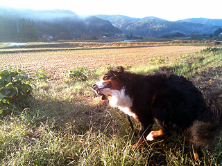 今朝のウトロン