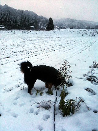 初雪