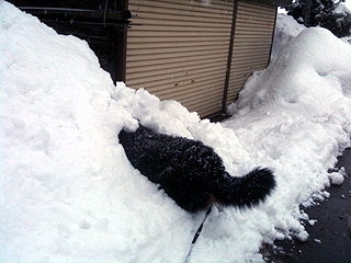 近所の雪