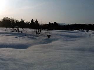 雪原