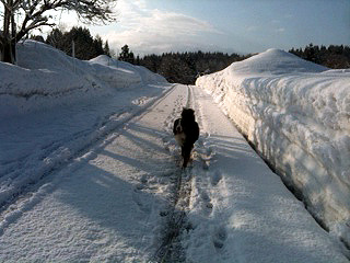 春の雪