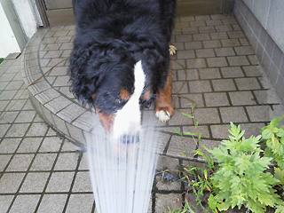 水飲み