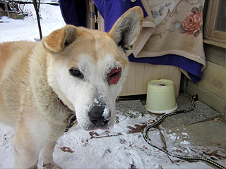 犬