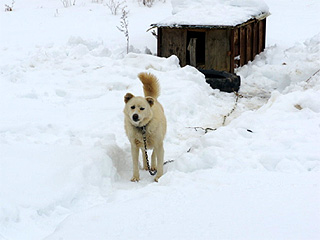 犬