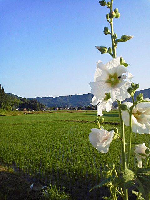 田んぼ