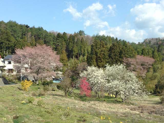 “春爛漫”