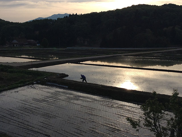 田んぼ