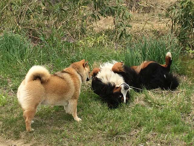 クリとウトロン