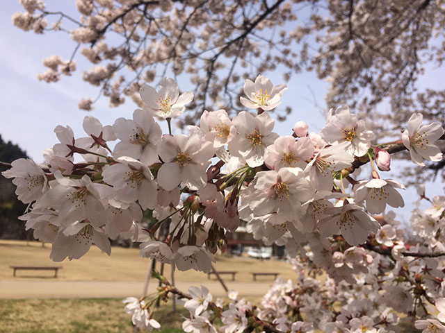 桜