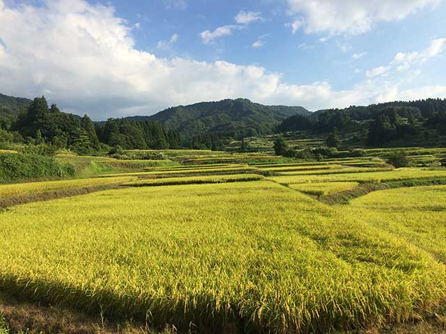 田んぼ