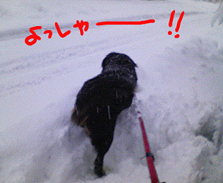 雪の散歩
