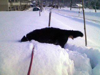 雪の散歩2