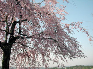 桜満開