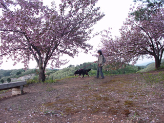 9才、桜の丘