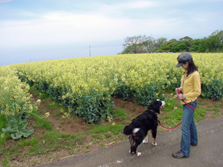 佐渡の菜の花