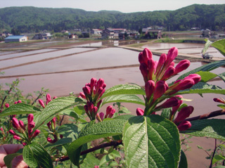 田んぼ