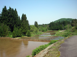 田んぼ